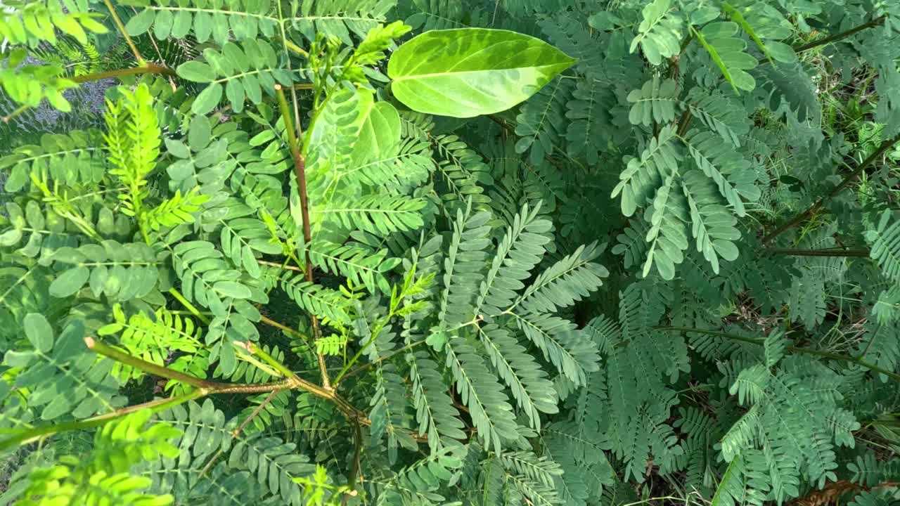 lapso de tiempo del crecimiento de las hojas de una planta