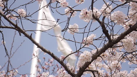 Japanese-Flag-waves-behind-Cherry-Blossoms-in-Japan
