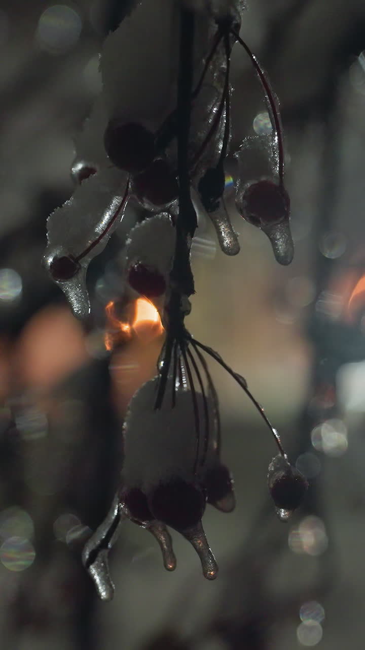 얼음으로 인 은 나무 가지는 따뜻한 먼 빛의 반임에 반이며, 반이는 반사와 부드러운 보케 효과로 평온한 겨울 저녁 장면을 만니다.