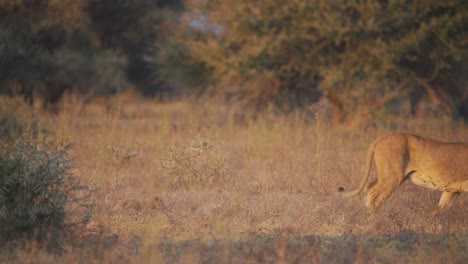 Lioness-walking-in-savannah,-her-lion-cub-trotting-behind-her