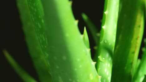 the aloe vera plant is spinning on black background. close up of succulent plant leaves, medicinal plant used in cosmetology