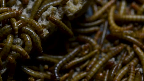 The-Mealworm-is-a-species-of-Darkling-Beetle-used-to-feed-pets-like-fish,-snakes,-birds,-and-frogs