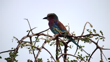 Primer-Plano-Ampliado-Del-Pájaro-Rodillo-De-Pecho-Lila-Africano-Posado-En-Una-Rama-De-árbol-Con-Púas