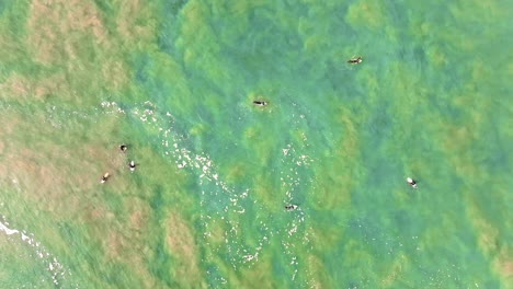 aerial view of surfers in murky water