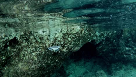 A-Green-Seaturtle-Slowly-Swimming-Through-The-Crystal-Clear-Ocean