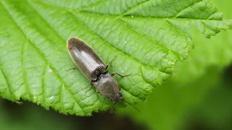 Macro-shot-of-a-long-brown-beetle-walking-over-a-green-leave-in-slow-motion