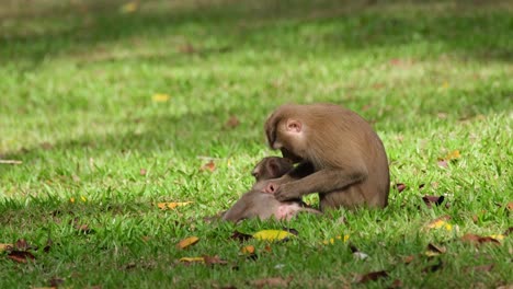 macaco de cola de cerdo del norte, macaca leonina acicalando a su hijo mientras está en la hierba mientras mira a su alrededor y luego continúa sacando más plagas del cuerpo, parque nacional khao yai, tailandia