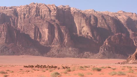 ovejas y cabras son conducidas en la distancia por un pastor beduino en wadi rum jordan 1