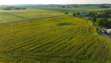gran campo de girasoles en flor en verano en los estados unidos rurales