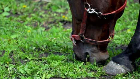 un semental de caballo marrón oscuro con melena negra mastica comida. prueba diferentes tipos de plantas para probarlas. un caballo camina en el corral cerca de los establos. un día soleado de verano.