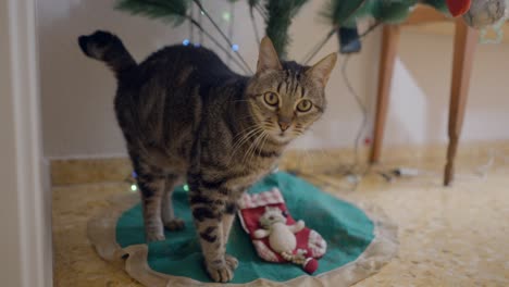 Cat Exploring Christmas Tree