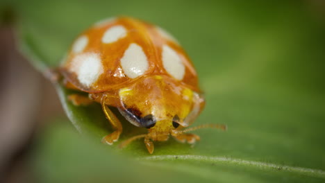 Süßer-Orangefarbener-Marienkäfer,-Der-Fühler-Und-Beine-Auf-Einem-Grünen-Blatt-Bewegt,-Makro-Frontalaufnahme