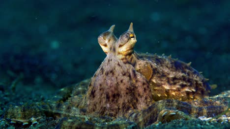 wunderpus pulpo lembeh indonesia 4k 25fps