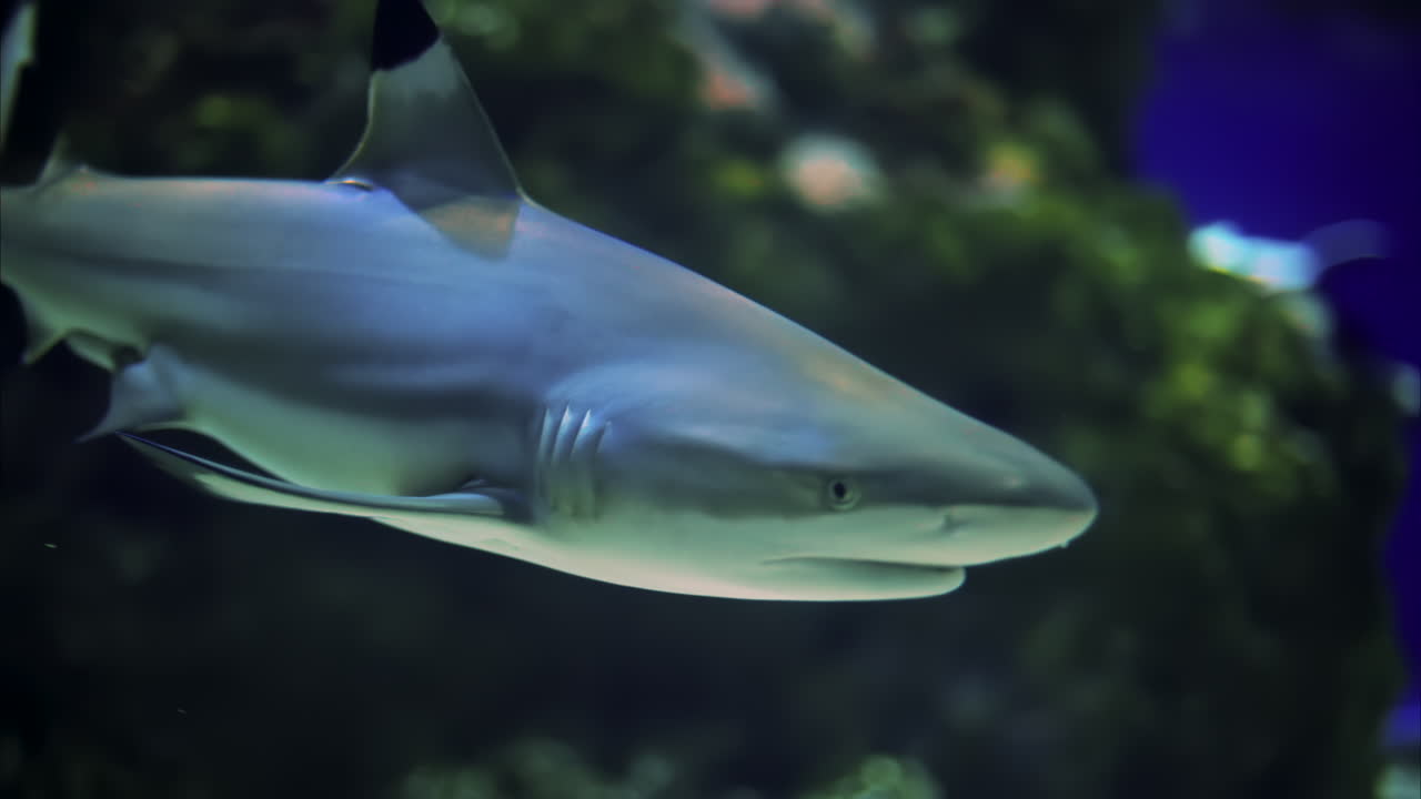Close up of a blacktip shark swimming near coral reefs