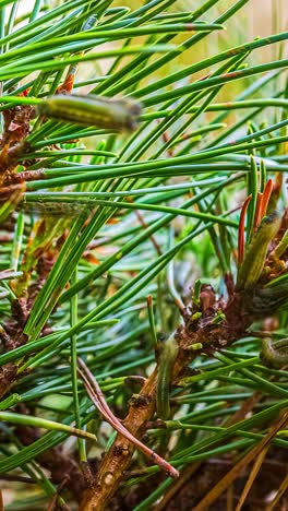 timelapse of caterpillars chewing pine needles rapidly, defoliation process visible, macro closeup vertical
