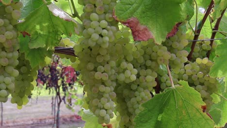 racimos de uva blanca madura en la granja u-pick en otoño