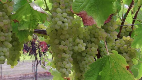 ripe white grape bunches at the u-pick farm in autumn