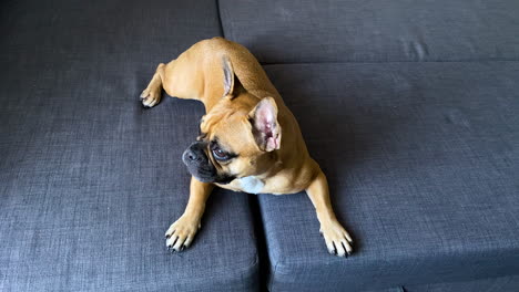 joven perro francés mirando alrededor mientras está acostado en un sofá gris - tiro de ángulo alto