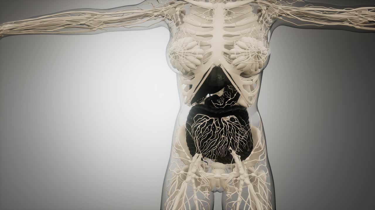 partes y funciones del sistema digestivo humano