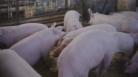 pigs in a farm pen