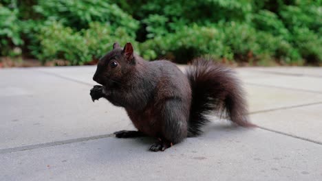 cute black squirrel eating nuts in the backyard