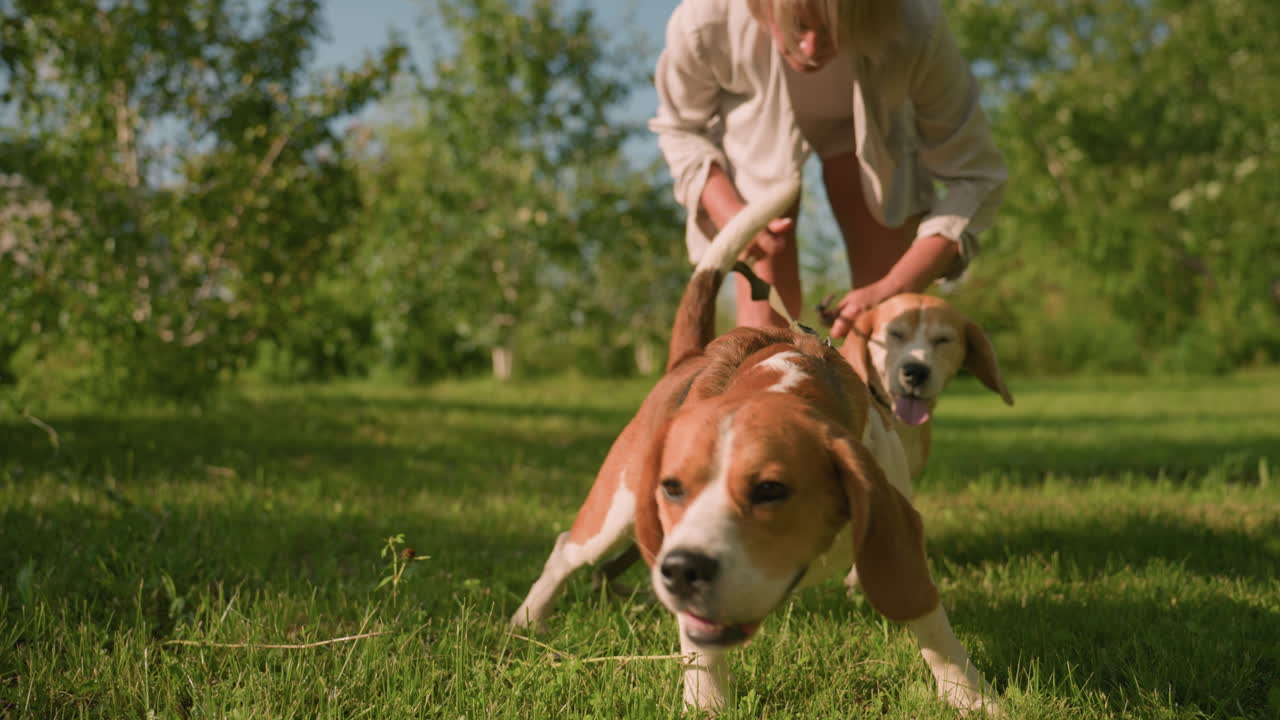 Dog owner holding back her dogs from darting forward, with one dog exploring grass and another being held, scene includes lush greenery, trees, and warm sunlight
