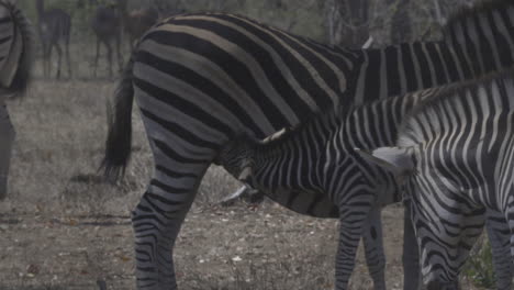 plains zebra  female with calf suckling