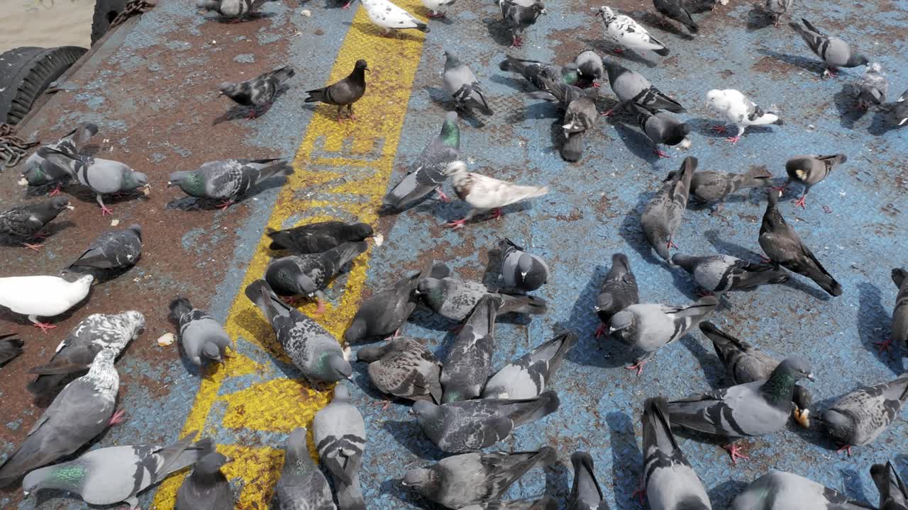 las palomas comen en la calle