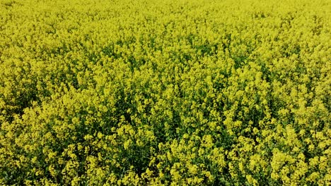 drone glides sideways over endless blooming rapeseed fields, china, summer view