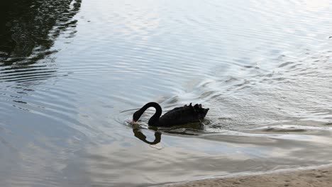 black swan swimming smoothly on a tranquil lake