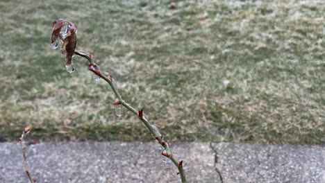 rose bush branch covered with ice on a cold day