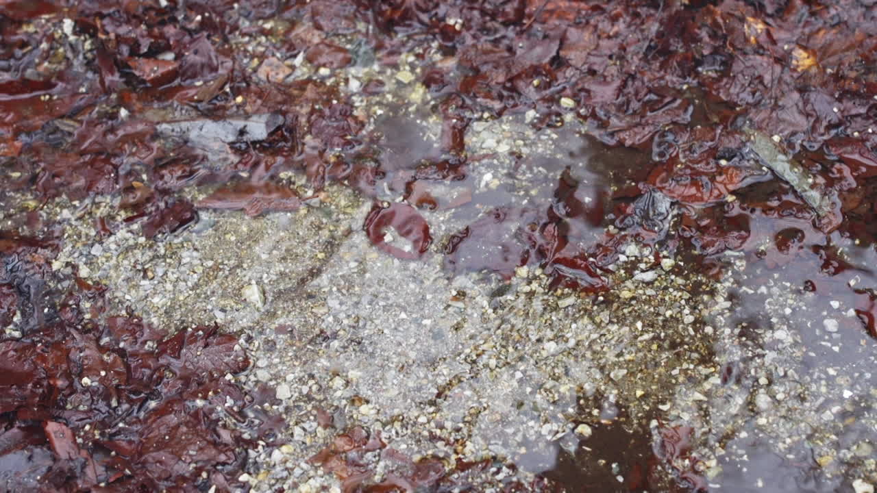 A beautiful nature video of a running river and fallen brown leaves in the mountains, during winter