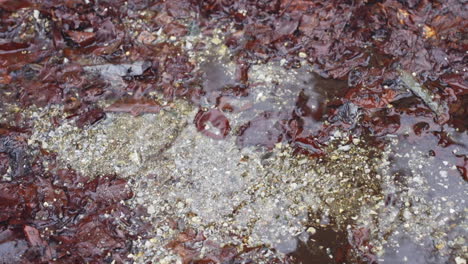 a beautiful nature video of a running river and fallen brown leaves in the mountains, during winter