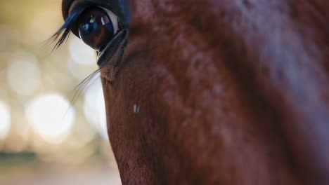 close-up of a horse's head