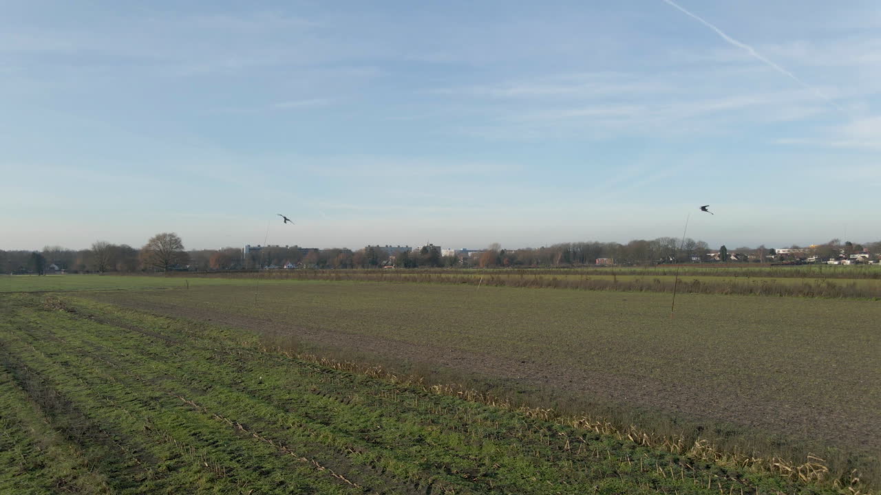 движется в сторону ястребиного змея для отпугивания птиц на вспаханном фермерском поле