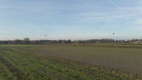 Bewegung-In-Richtung-Eines-Falkenförmigen-Vogelabwehrdrachens-Auf-Einem-Gepflügten-Feld