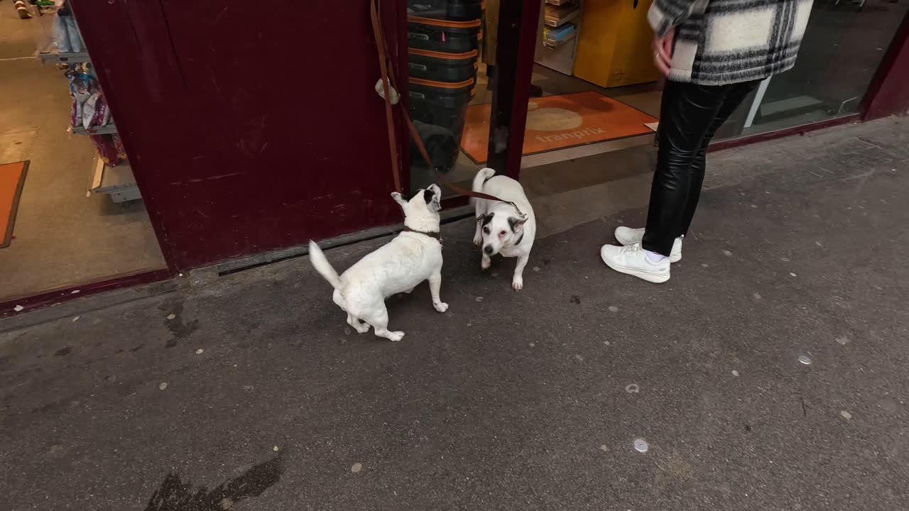 두 개가 파리 상점 밖에서 상호 작용합니다.