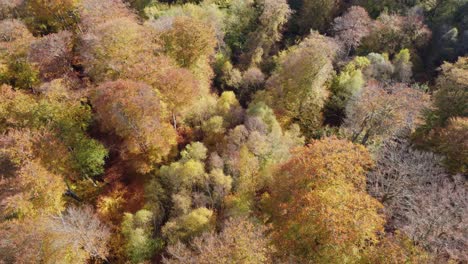 epping forest inglaterra reino unido en otoño colores vibrantes del árbol día soleado drone aéreo pan sobre el bosque