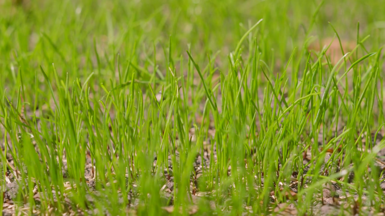Nuovi fili d'erba verde che spuntano dal terreno secco sotto una morbida luce solare naturale. Perfetto per documentari, contesti di cambiamento climatico o video agricoli
