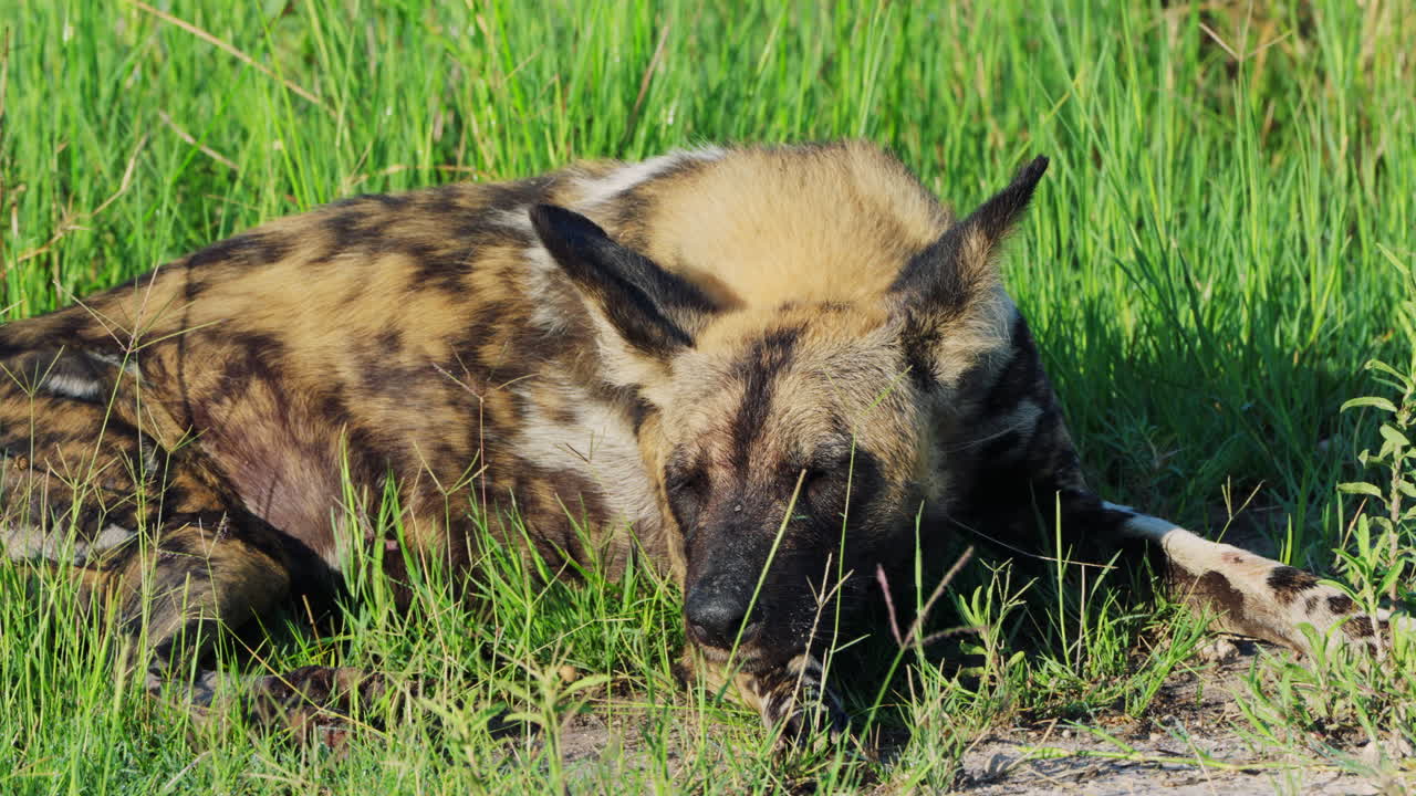African Wild Dog Relaxing In The Gras In Khwai Game Reserve, Botswana. - Close up
