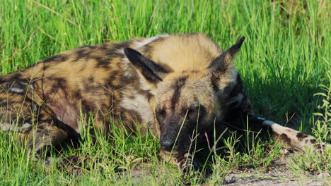 african wild dog relaxing in the gras in khwai game reserve, botswana. - close up