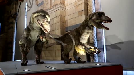 Recreation-of-two-dinosaurs-roaring-in-the-Natural-History-Museum-of-London,-UK