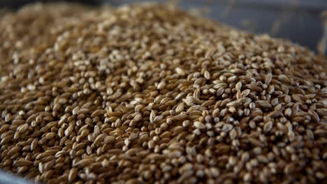 high definition shot of malted barely being poured out