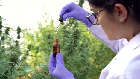 crop female scientist with cannabis extract in hothouse