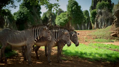 Zebra-Grevy-05