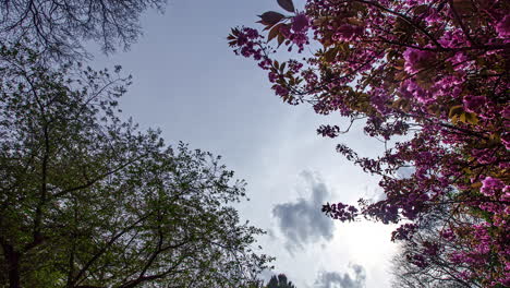 Lapso-De-Tiempo-En-Los-Hermosos-árboles-Con-Flor-Rosa-Y-Hojas-Verdes-Con-Nubes-En-El-Fondo