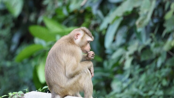 A monkey enjoys a meal amidst green foliage.