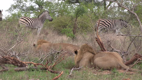 stealthy lions stalking zebras in african game park