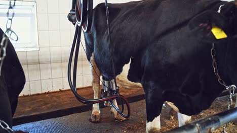 black cows in a cowshed. milking machine extracting milk from a dairy cow. modern milk facility.