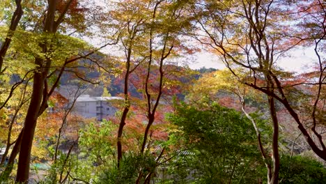 sideways cinematic slider over stunning fall color forest